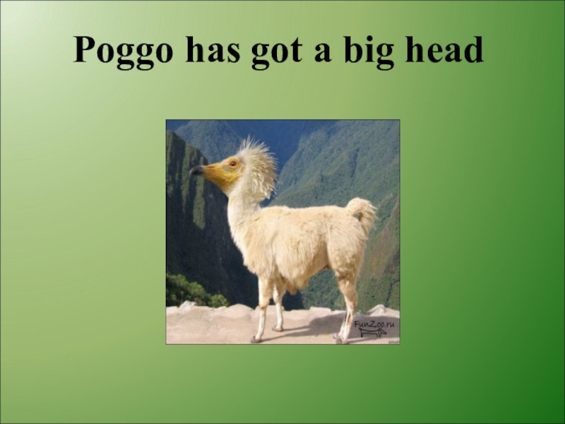 This is poggo look and