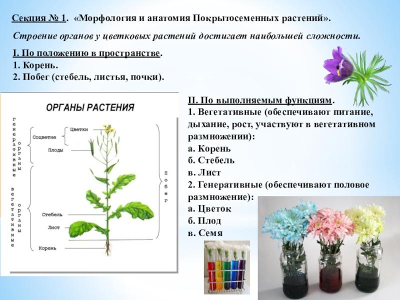 Практическая работа строение покрытосеменных растений