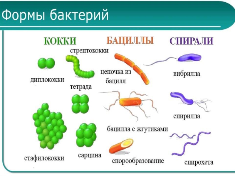 Презентация по биологии