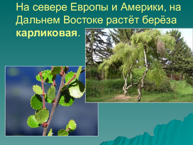 На севере Европы и Америки, на Дальнем Востоке растёт берёза карликовая.