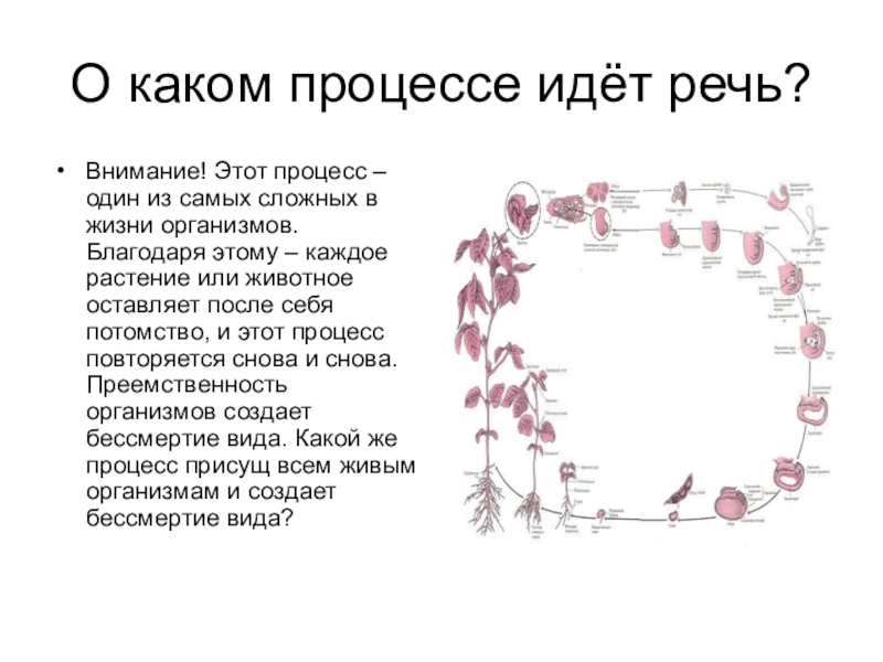 На представленном ниже рисунке ученик зафиксировал в виде схемы один из процессов жизни растения впр