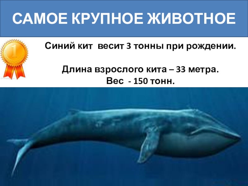 Синий кит фото размеры в сравнении с человеком