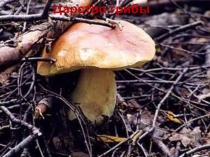 Приложение к комплексному исследованию дрожжей