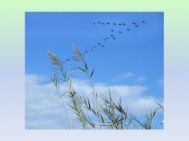 Презентация по технологии на тему Лепка птиц