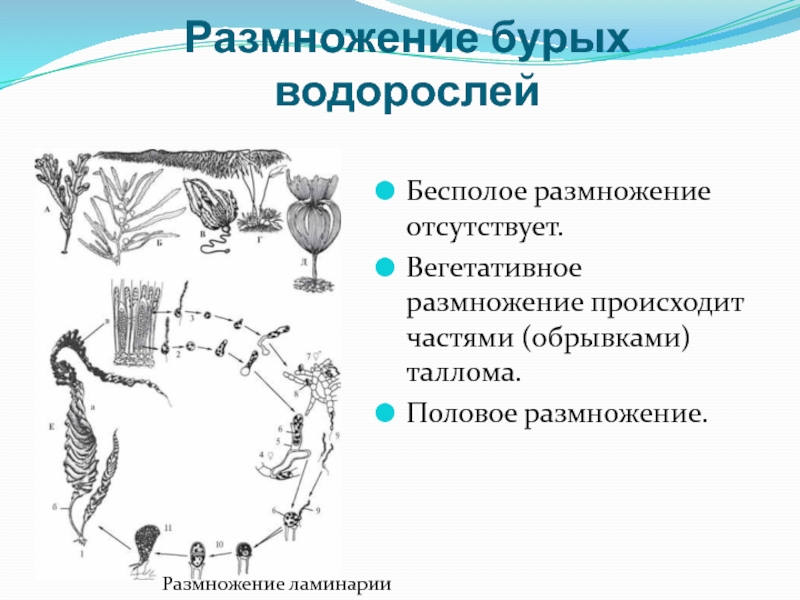 Схема ламинарии