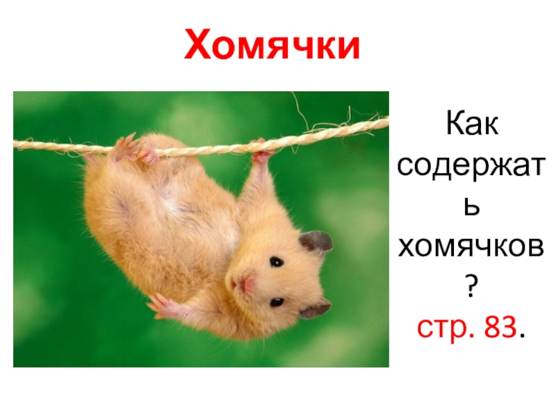 Картинки КОГДА ДИСТИНГ ХОМЯКА