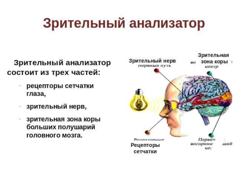 Анализаторы презентация подготовка к егэ