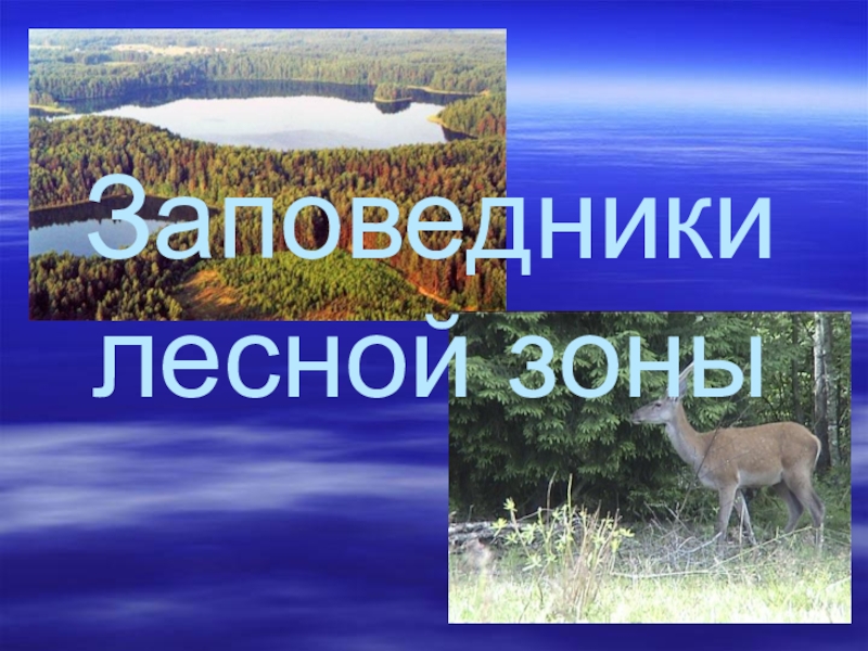 Заповедники лесной зоны. Заповедники в зоне лесов. Заповедники и заказники Лесной зоны. Заповедники Лесной зоны России 4 класс.