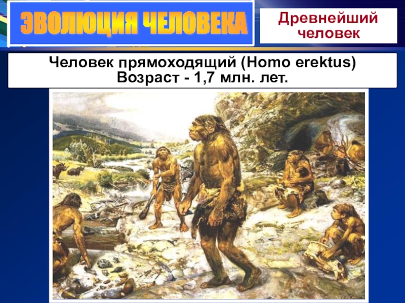 ЭВОЛЮЦИЯ ЧЕЛОВЕКАДревнейший человекЧеловек прямоходящий (Homo erektus) Возраст - 1,7 млн. лет.
