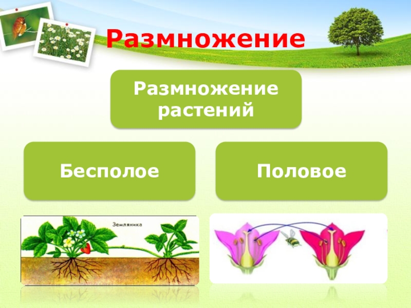 Презентация по биологии размножение