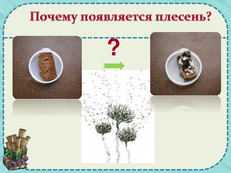 Почему появляется плесень. Исследовательский проект плесень. Живая плесень. Научно исследовательский проект а старшей группе плесень.