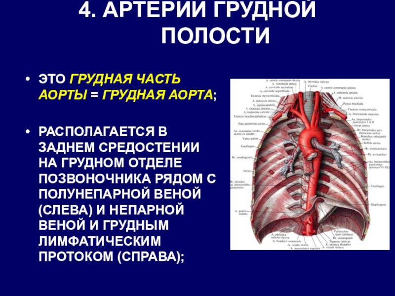 Верхняя грудная артерия. Грудная часть аорты. Артерии грудной полости. Артерии грудной аорты. Грудная аорта средостение.