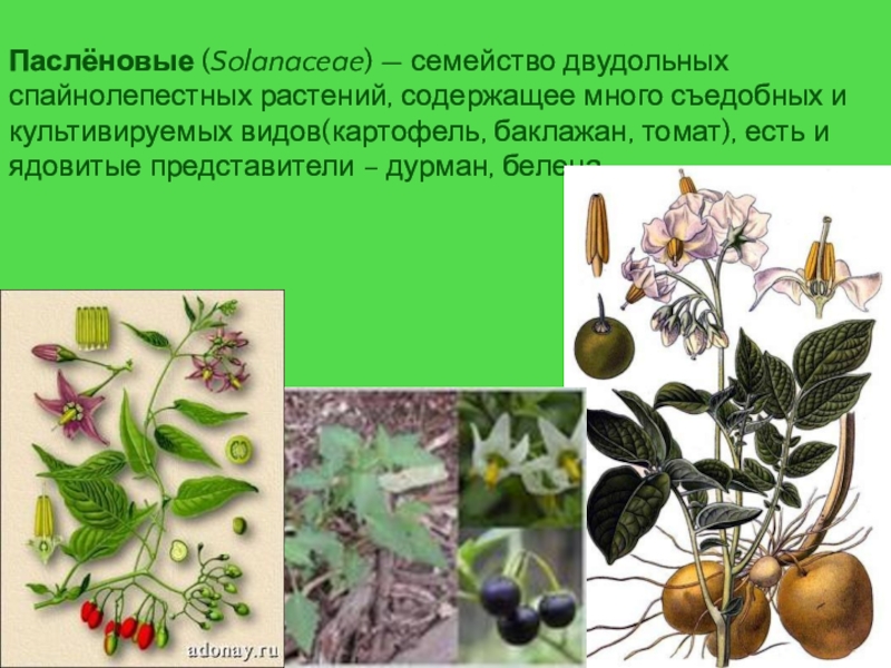 Культурные пасленовые. Паслёновые (подсемейство). Цветы растений семейства паслёновых. Пасленовые представители. Двудольные семейство Паслёновые.