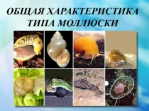 Презентация к уроку:  Общая характеристика типа моллюски.