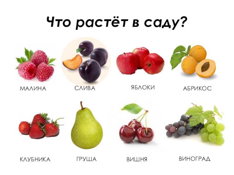 Что растет в саду. Малина вишня слива. Виноград вишня малина. Намаква что растет. Москва растет.