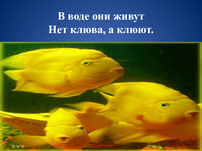В воде она живет нет клюва а клюет ответ. Отгадка к загадке в воде она живет нет клюва а клюет. Загадка в воде живет нет клюва. В воде она живет нет клюва а она клюет. Загадка в воде живет нет клюва.