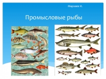 Презентация по биологии на тему Промысловые рыбы