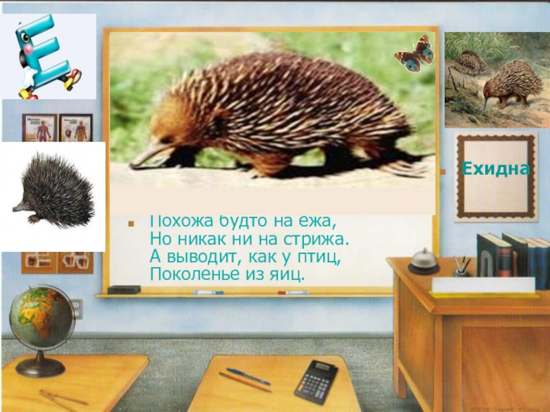 Похоже будто. Загадка про ехидну. Похожа будто на ежа. Загадка про ехидну для детей. Стишок про ехидну.