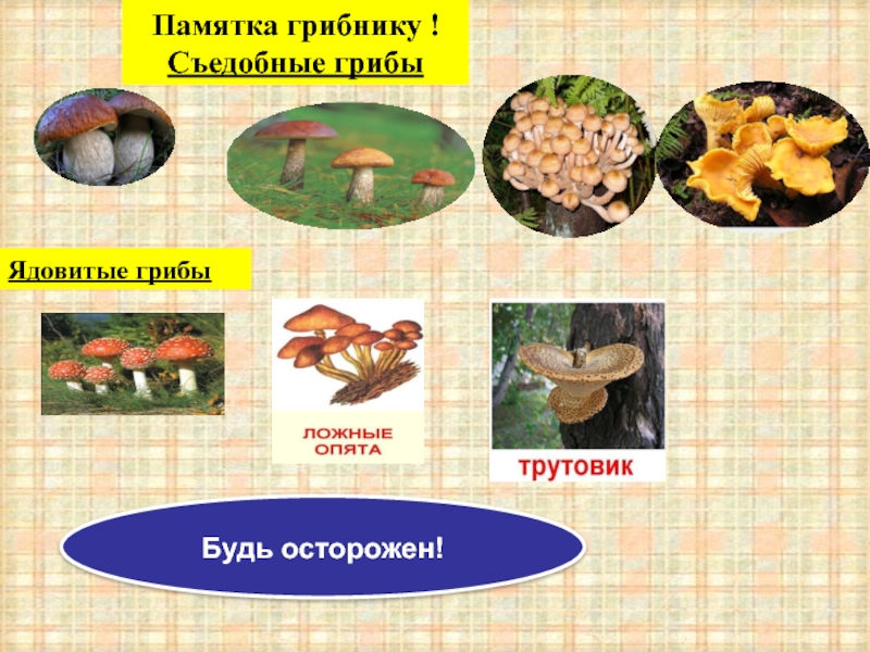 Памятка грибнику !Съедобные грибы Ядовитые грибы Будь осторожен!
