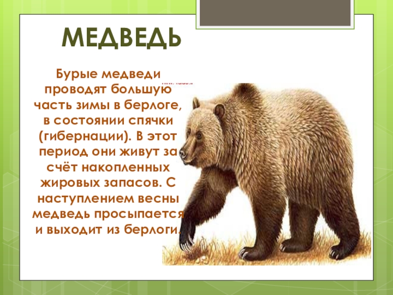 Рассказ про медведя 1 класс. Рассказ о медведе. Описание медведя. Бурый медведь описание. Описание Бурава медведя.