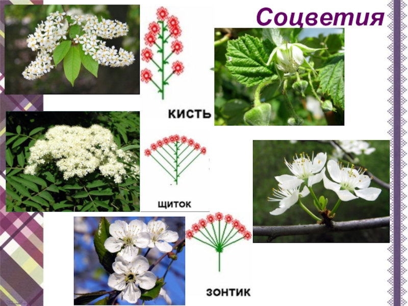 Соцветие розоцветных. Соцветия семейства розоцветных. Семейство Розоцветные Тип соцветия. Соцветие щиток Розоцветные. Розоцветные соцветие зонтик.