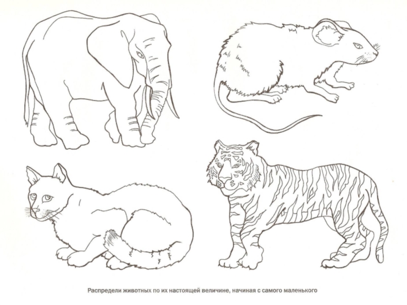 Расположите животных. Распределить предметы по величине учитывая реальные Размеры. Распредели животных по величине. Распределение изображенных предметов по величине. Распредели изображения предметов по их реальной величине..