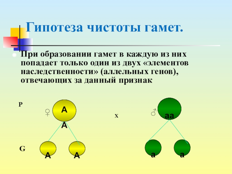 Типы гамет