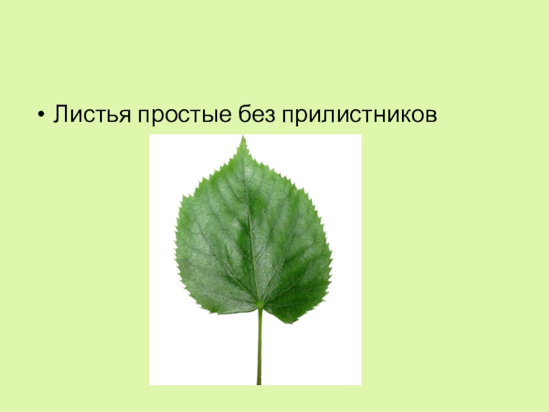 Наличие простой. Черешчатый лист с прилистниками. Черешковый лист без прилистников. Прилистники листьев. Лист липы с прилистниками.