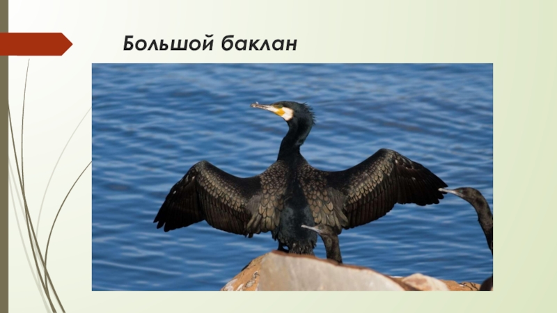 Баклан Фото Птицы Крыма