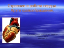 Строение сердца