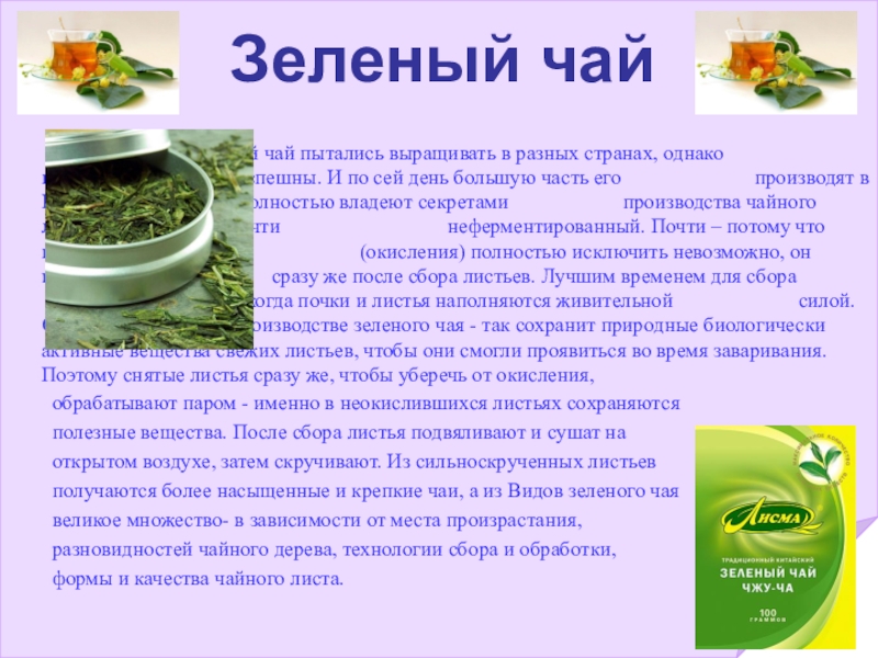 Зеленый чай текст. Зеленый чай доклад. Зелёный чай где выращивают. Эссе зеленый чай. Зелёный чай где выращивают картинках.