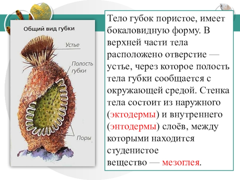 Внутренние губки. Форма тела губок. Строение губки. Простейшие Тип губки. Особенности строения губок.