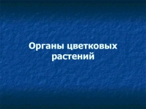 Презентация по биологии Органы цветковых растений