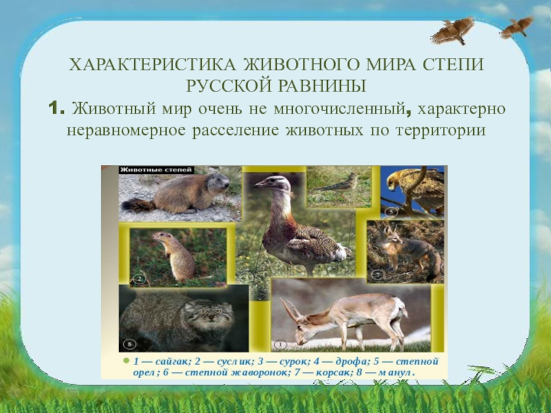 Презентация животный мир россии 8 класс география. Животные европейской равнины. Животный мир степи. Животные степи Восточно европейской равнины.