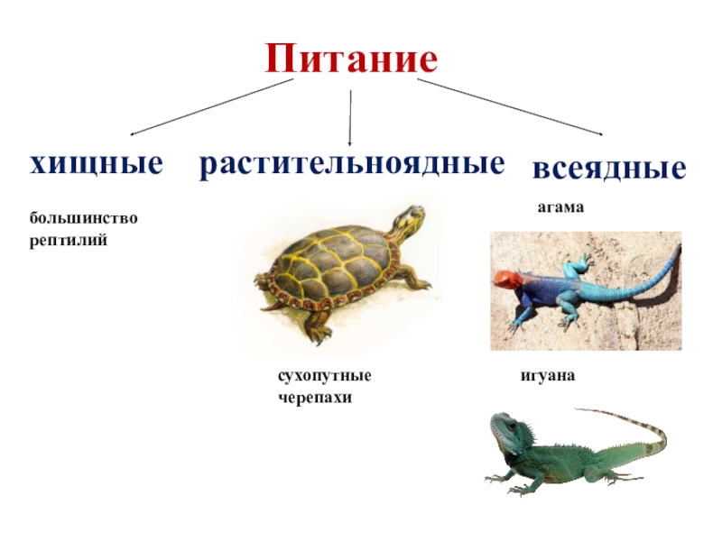 Кто такие пресмыкающиеся презентация 1 класс