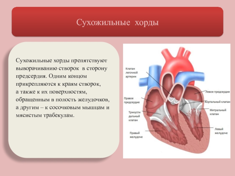Наличие хорды у человека. Строение сердца анатомия хорда. Сухожильные хорды сердца анатомия. К чему прикрепляются сухожильные хорды. Сухожильные хорды соединяют створки трехстворчатого клапана.