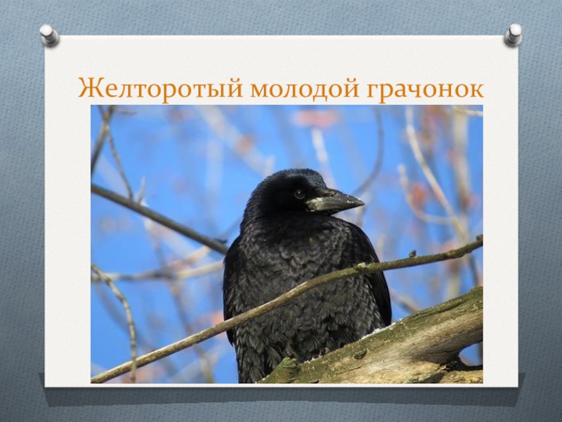 Пришвин говорящий грач. Молодой Грачонок. Говорящий Грач. Говорящий Грач («говорящий Грач»). Про кого расскажет Грач.