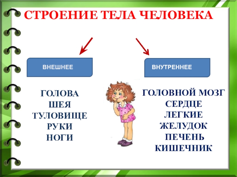 3 класс окружающий мир организм человека презентация. Строение тела человека 2 класс презентация школа России. Строение тела человека презентация 3 класс. Урок строение тела человека 2 класс школа России с презентацией. Внешнее строение человека 3 класс презентация школа России.