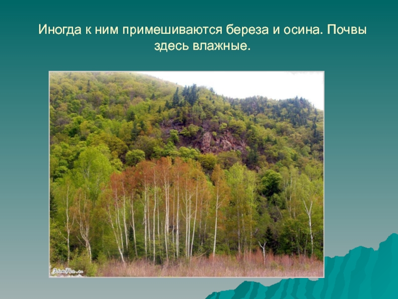 Лесные зоны воды. Почва осинового леса. Зона лесов расположена. Зона лесов 4 класс. Заповедники в зоне лесов.