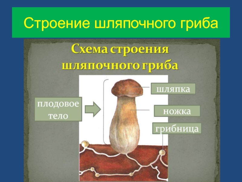 Презентация на тему шляпочные грибы