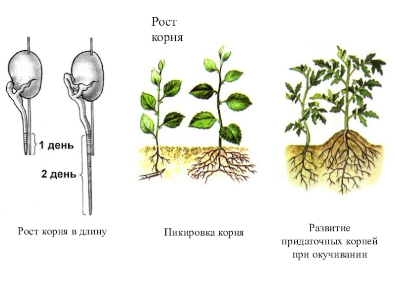 Как называется агротехнический прием изображенный на рисунке 1 и 2