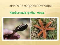 Презентация по теме: Книга рекордов природы. Необычные грибы