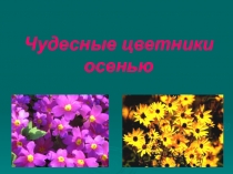 Презентация по окружающему миру на тему Чудесные цветники осенью