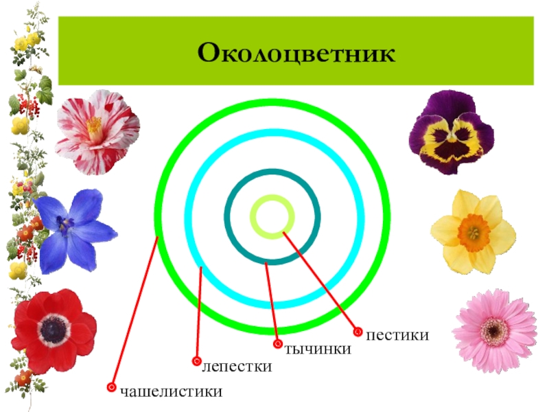 Функции околоцветника. Круги строения цветка. Околоцветник на диаграмме. Околоцветник схема сверху. Диаграмма простого околоцветника.