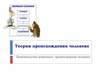 Презентация_ Доказательства антропогенеза. 11 класс