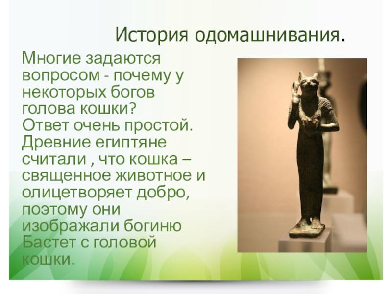 Бог с головой в ногах. Почему египтяне считали некоторых животных священными. История одомашнивания кошек. Бог с головой кошки в древнем Египте. Богиня с головой кошки.