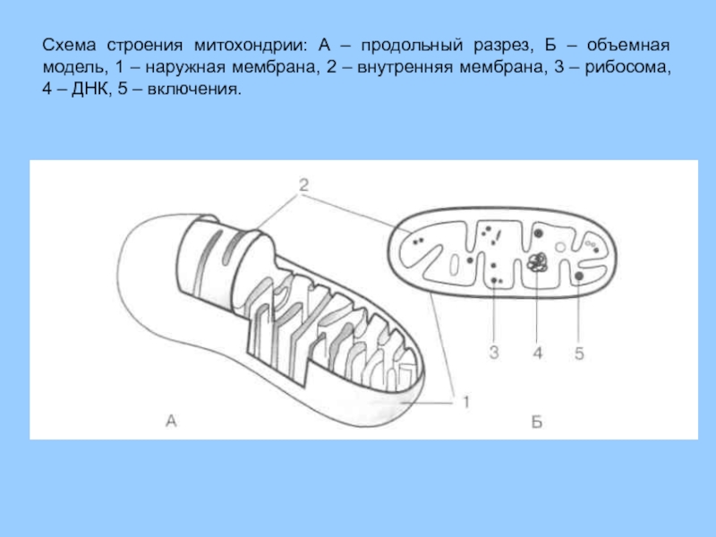 На каком рисунке изображена митохондрия