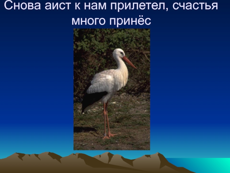 детский стих про аиста. приносят ли аисты счастье сочинение. текст приносят ли аисты счастье. текст приносят ли аисты счастье.