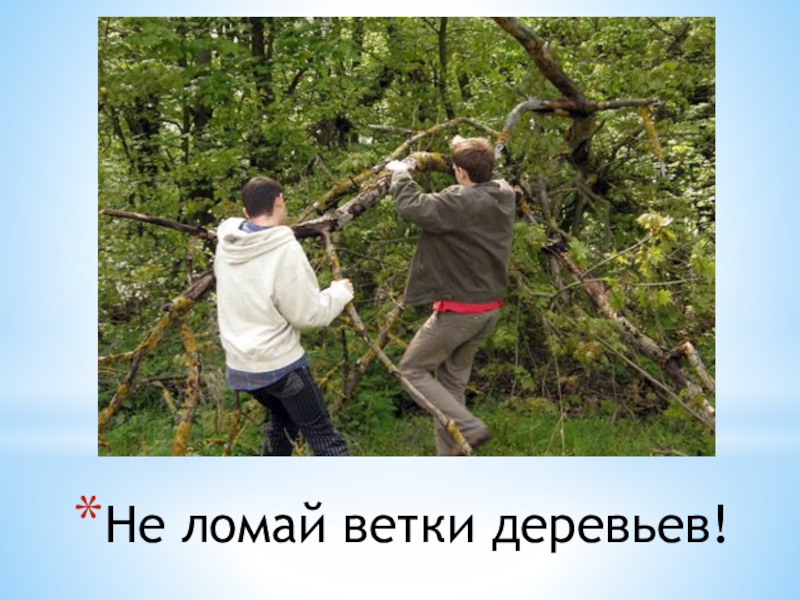 Можно сломать дерево. Люди ломают ветки деревьев. Ломать ветки деревьев. Дети ломают деревья. Ломать деревья в лесу.