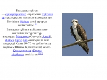 Презентация по биологии на тему құстар (7 класс)